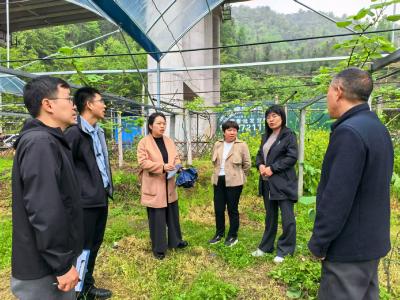 专家送技到地头 科技护航猕猴桃春管