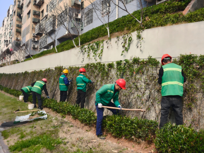 花苞满枝待芳华 满城月季邀君赏——夷陵月季盛景即将惊艳上线