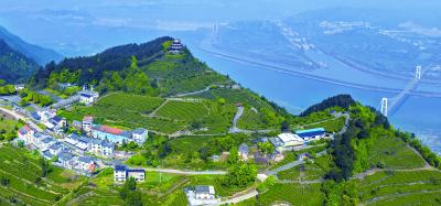 云端茶田映雄坝 乡村振兴绘新篇