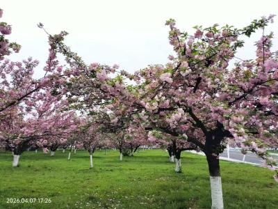 樱花朵朵开  醉美风景入画来