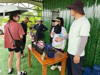 军田坝村：桑葚园开园迎客 亲子采摘火爆出圈