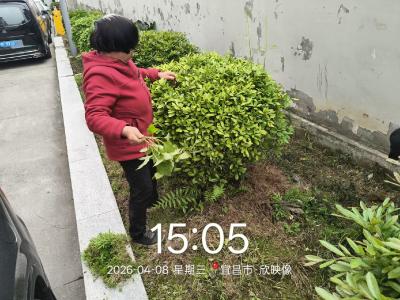 平湖社区：除杂草换新颜 志愿服务美家园
