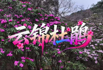 ​圈椅淌杜鹃盛开啦！
