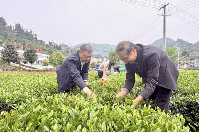 茶山上，这场主题党日“有学有干”