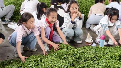 雾渡河镇：寻茶香古韵 品劳动甘甜