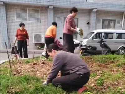 东湖社区：清理杂草焕新颜 共建整洁美家园