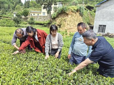 省级专家实地把脉茶树种质 赋能良种选育发展