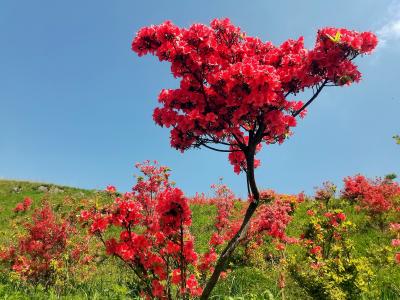 百里荒景区：红红火火迎“五一”