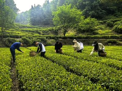 党建引领助农兴茶 聚力赋能乡村振兴
