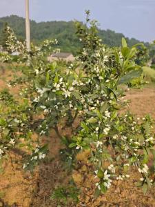 又见橘花满乡野