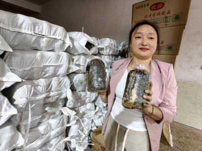 夷陵下堡坪：天麻种苗产销旺 深夜赶单保供应