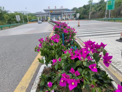 宜昌北收费站“双轮驱动”备战"五一"车流高峰