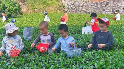太平溪分园：小小茶农采茶趣