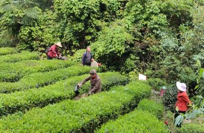 乐天溪镇：义务采摘显真情，邻里互助暖人心