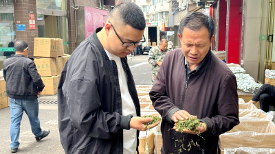 多措并举拓市场 夷陵春茶产销旺