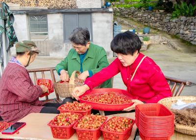 文仙洞村“樱你而美·乐动文仙”樱桃采摘本周六开园