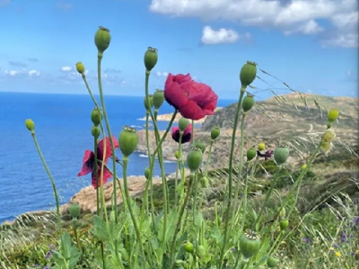 鉴毒专家带你一图分辨罂粟属植物