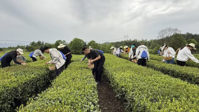 青春赴茶约 才聚启新程