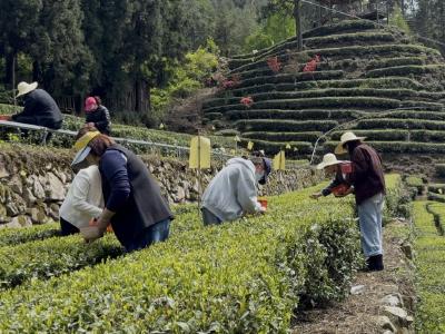 茶田齐劳作 聚力再出发