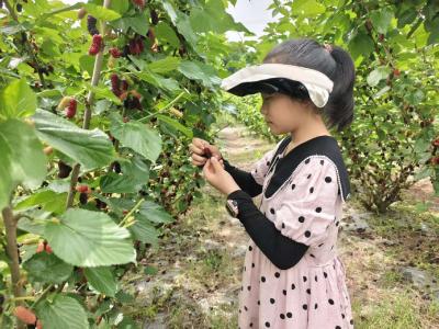 龙泉桑葚满枝头 农旅采摘醉游人