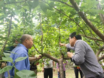 文仙洞村：科技助农送技术 水果种植促增收
