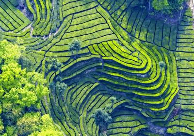 夷陵下堡坪乡：茶山叠翠生态美 春茶飘香促振兴