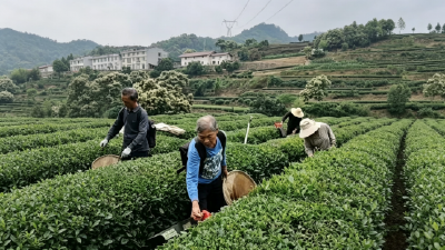 乐天溪镇：邻里互助抢采茶 情暖茶乡解民忧