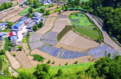 交战垭村：立足高山优势 发展生态农业