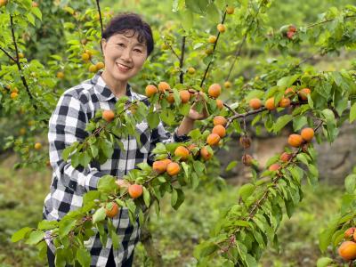 高山育北果 夷陵南岔湾红杏满枝引客来
