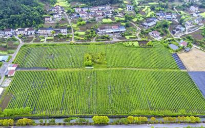 黄花镇蓝莓挂满枝 五月下旬超10万斤鲜果迎采摘