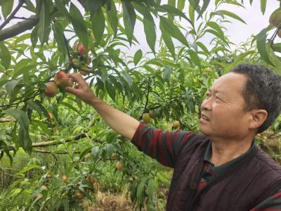 龙泉：鲜桃满枝头 铺成致富路