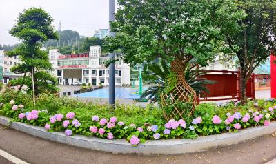 太平溪镇许家冲村：绣球花开景色新 科普扮靓移民村