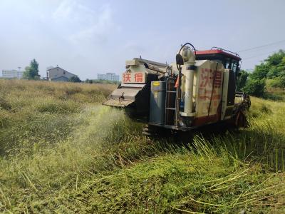 鸦鹊岭镇：抢抓晴好天气 全力抢收油菜