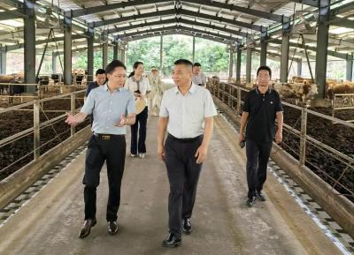 枣阳市政协来夷考察肉牛养殖