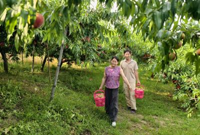 夷陵官庄山顶蜜桃迎采摘 生态种植铺就致富路