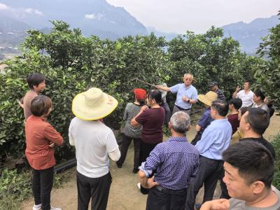 夷陵：邀请专家一线传授老橘园改造技术