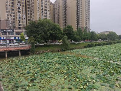 龙泉镇：守护柏临河 绘就生态美