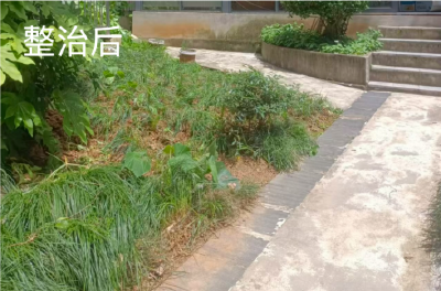 整治毁绿种菜乱象 共护城市美好绿意