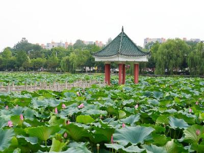 浅夏听荷