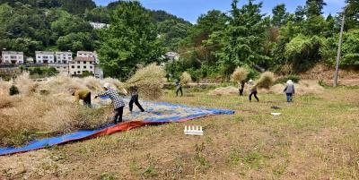 樟村坪镇砦沟村：50亩油菜田喜获丰收 “金花海”里榨出乡村振兴“致富油”