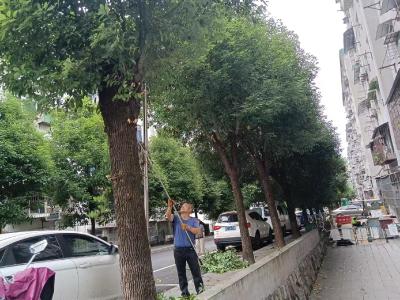 望江社区：银发志愿者义务修枝清障点亮美丽家园