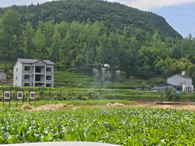 上洋村：人机协同护航玉米稳产丰产