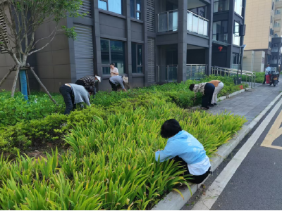 新桥边村：居民齐动手 环境换新颜