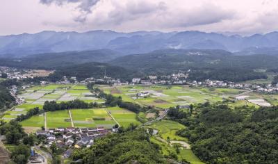 夏雨润良田 南垭水稻长势喜人