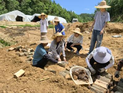 农大学子走进宜昌夷陵 调研天麻产业现状