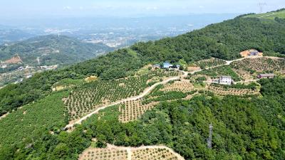 果香满山野 军田坝水果产业助农增收近两千万元