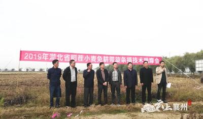 湖北省稻茬小麦免耕带旋条播技术现场观摩会在襄州召开