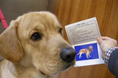 重磅！《襄阳市养犬管理办法》公布！明年1月1日起施行！  