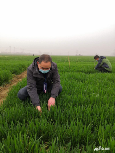 襄州农技人员在一线：顶风雪抓田管 战疫情保生产