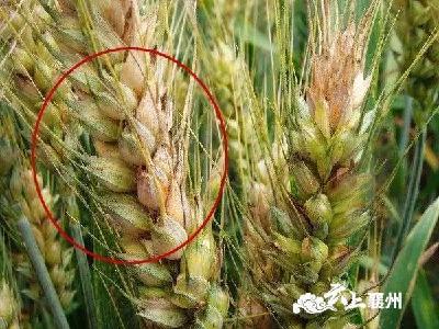 【农事提醒】未来3天有雨，抓紧时间防治小麦赤霉病！